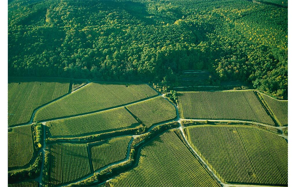 Luftaufnahme der Weinberge bei Deidesheim (2009)