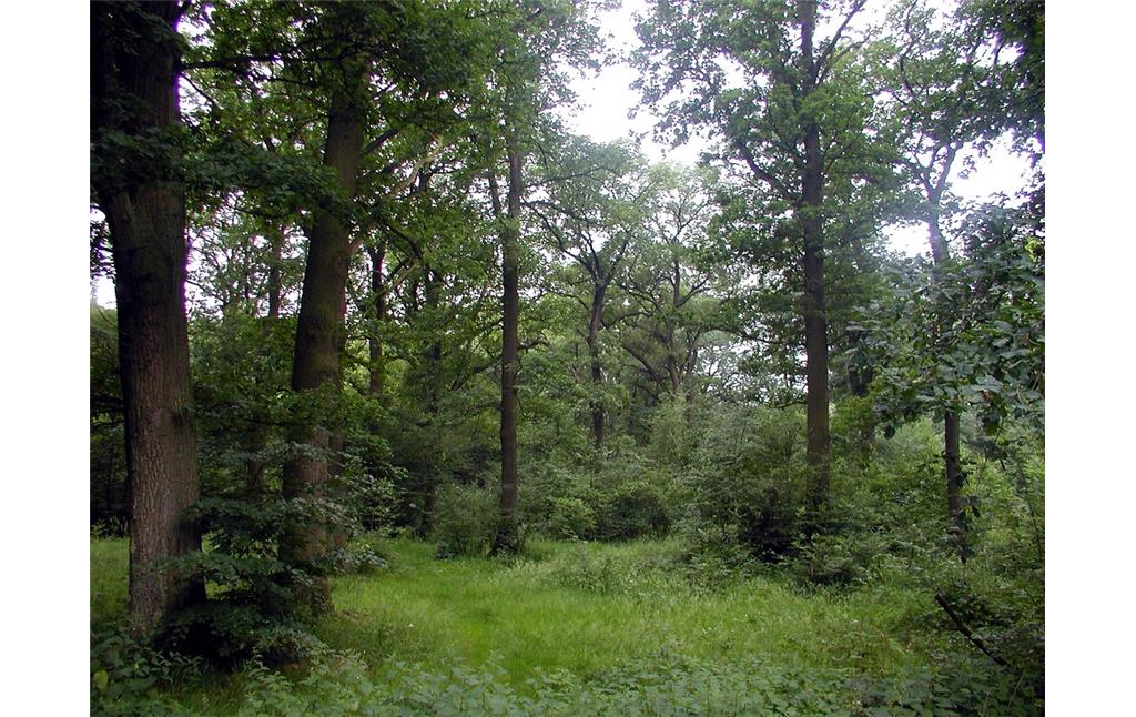 Wald im Bürgerbusch bei Leverkusen-Alkenrath (2006)