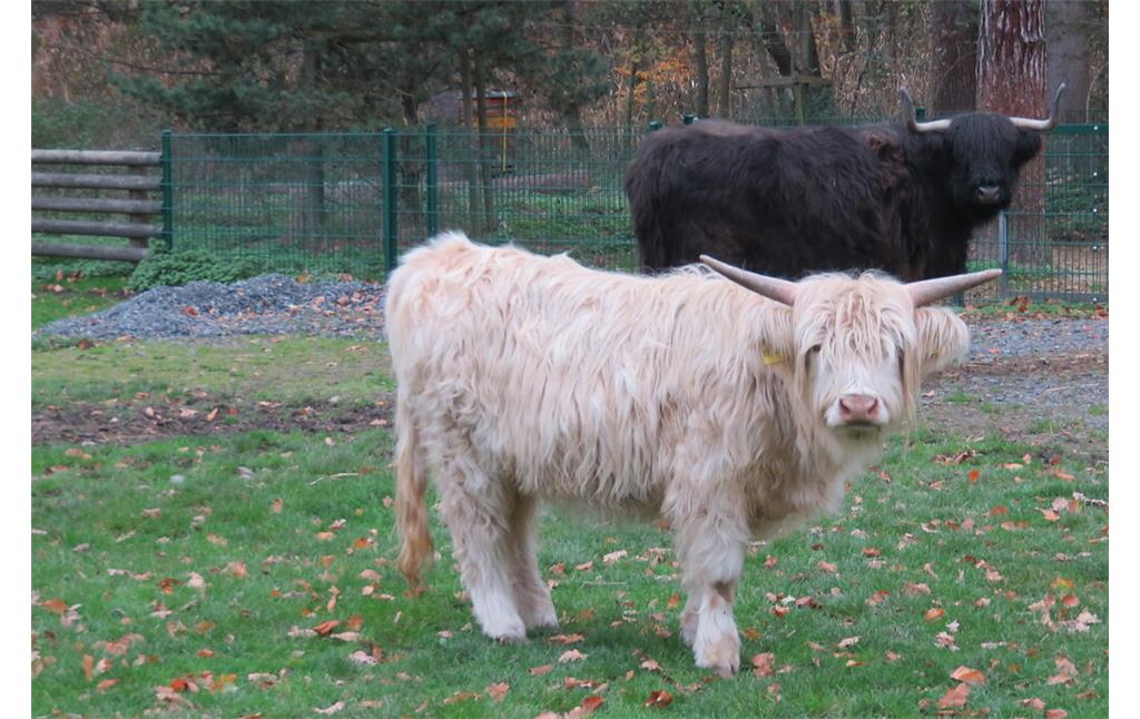 Zwei Schottische Hochlandrinder im Lindenthaler Tierpark in Köln (2020)