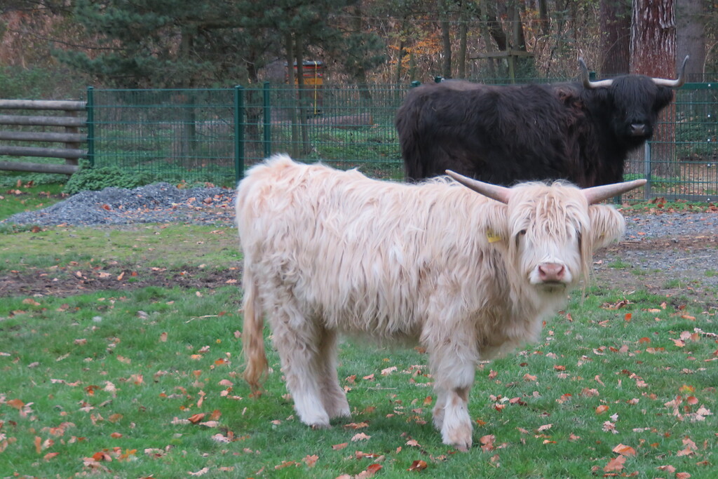 Zwei Schottische Hochlandrinder im Lindenthaler Tierpark in Köln (2020)