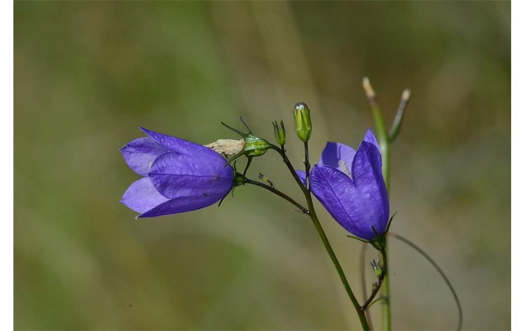 Die tiefblauen Blüten einer Glockenblume in den Drevenacker Dünen (2012).