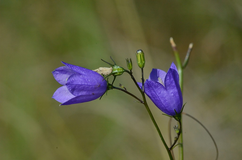 Die tiefblauen Blüten einer Glockenblume in den Drevenacker Dünen (2012).
