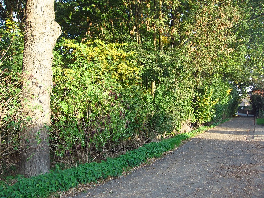 Ehemaliger, allerdings nie belegter Friedhofsbereich im Süden des Jüdischen Friedhofs Kamperlings in Kempen-Oedt (2013)