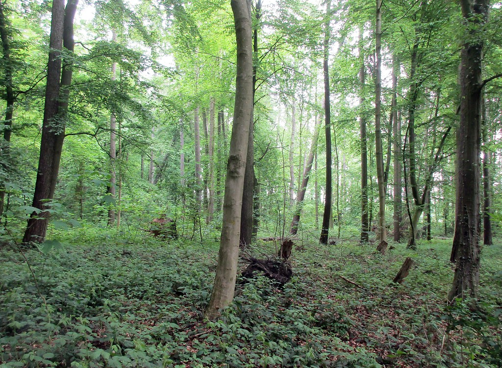 Der Bereich der Sandgruben bzw. -kaulen im Königsdorfer Wald bei Pulheim-Dansweiler (2019).