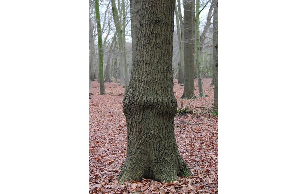 Ein merkwürdig gewachsener Baumstamm im Tannenbusch (2013)