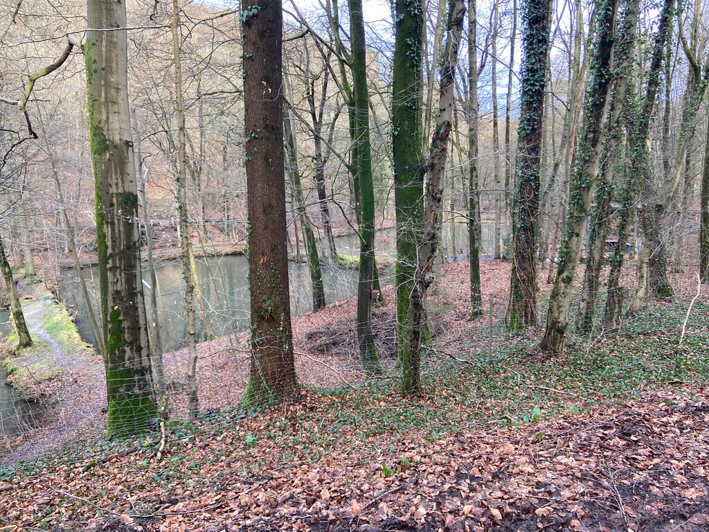 Von der ursprünglich sehr viel größeren Teichanlage östlich des Altenberger Doms sind heute nur noch fünf Teiche sichtbar (2024).