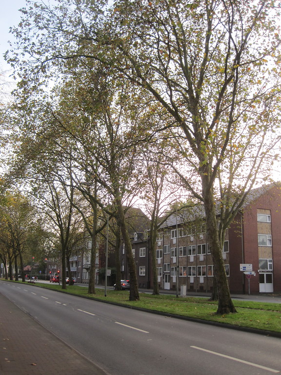 Die Mittelallee am Weseler Ring mit Platanen, die Bäume stehen leicht versetzt zur Nachbarreihe (2014).