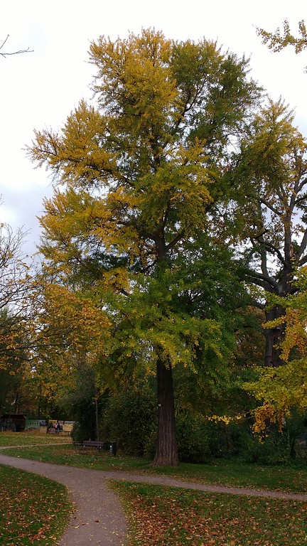 Gesamtansicht des Naturdenkmals Fächerblattbaum im Savoyenpark in Landau in der Pfalz (2017).