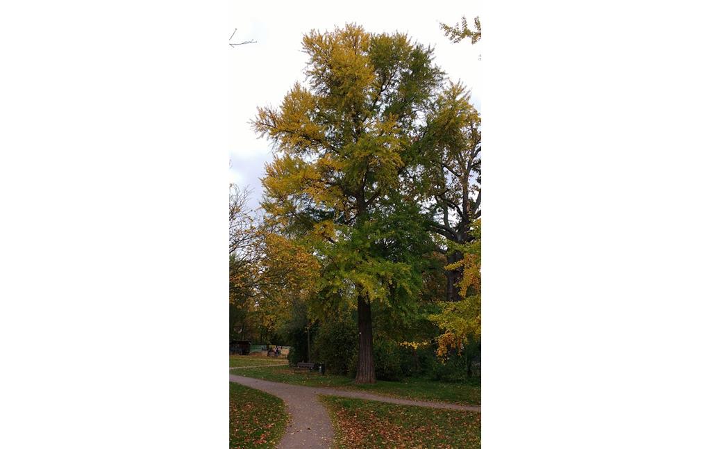 Gesamtansicht des Naturdenkmals Fächerblattbaum im Savoyenpark in Landau in der Pfalz (2017).