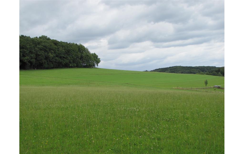 Blick über die Wiesen südwestlich von Waldbröl-Spurkenbach (2015).