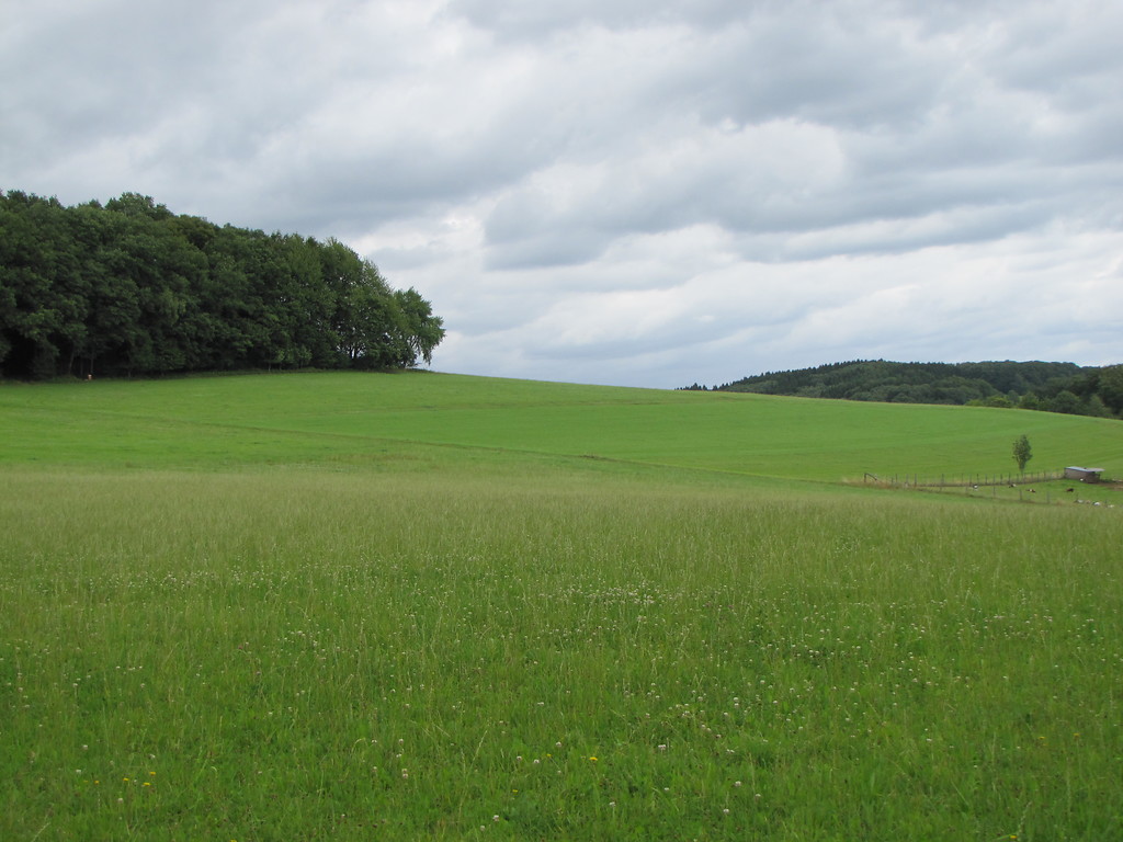 Blick über die Wiesen südwestlich von Waldbröl-Spurkenbach (2015).