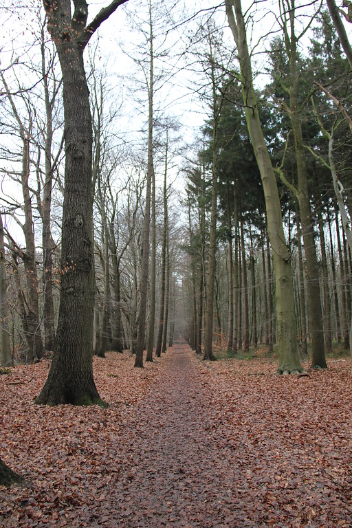 Tannenbusch ("Dennen Busch") bei Goch (2013): Abteilungsgrenze und -weg von der Südseite des Tannenbusch aus gesehen.