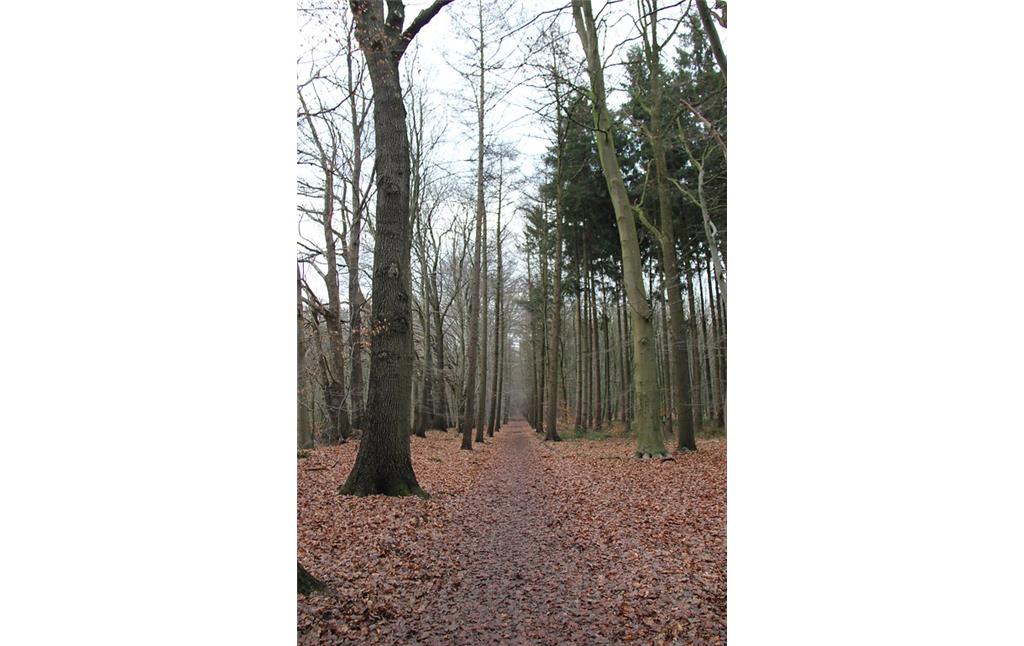Tannenbusch ("Dennen Busch") bei Goch (2013): Abteilungsgrenze und -weg von der Südseite des Tannenbusch aus gesehen.
