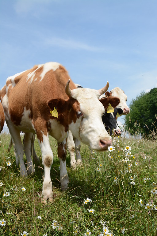 Grasende Rinder auf der artenreichen Magerweide bei Landwehr (2016)