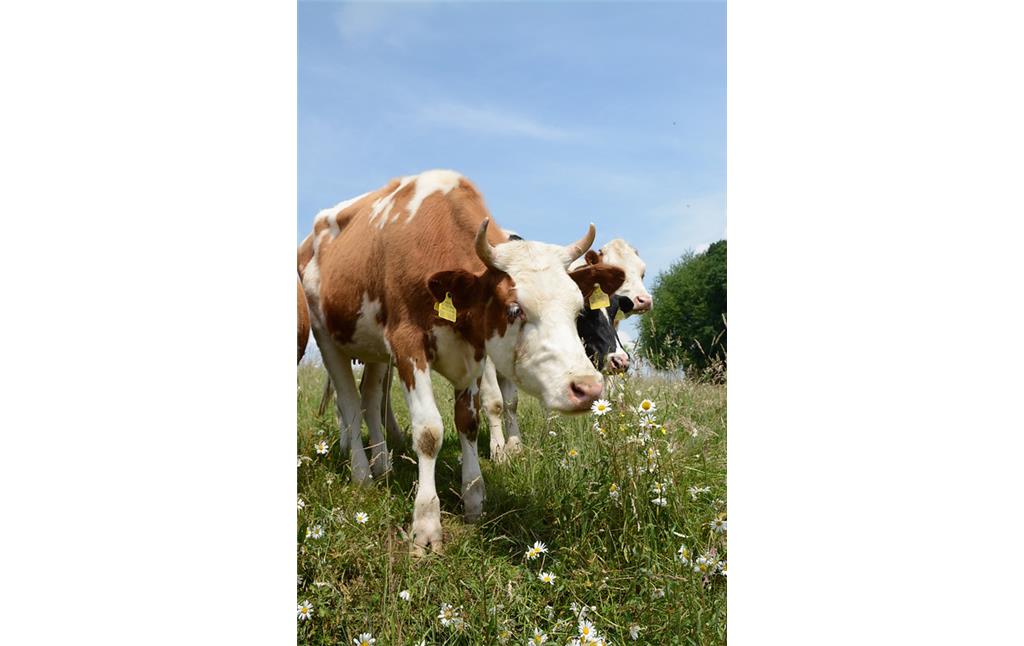 Grasende Rinder auf der artenreichen Magerweide bei Landwehr (2016)