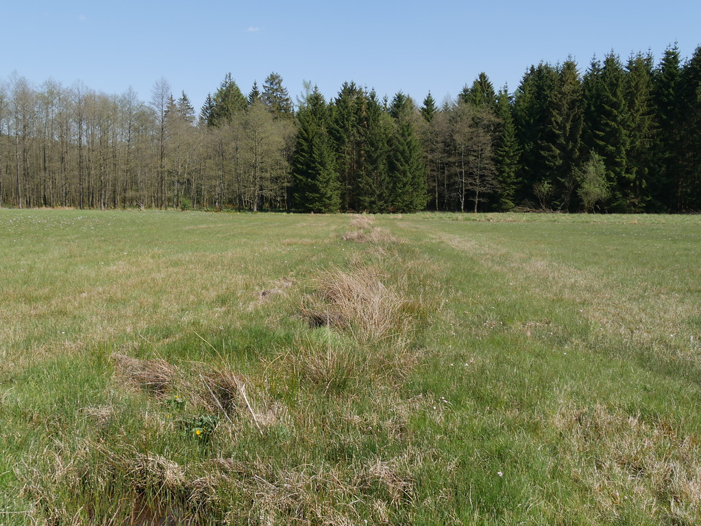 Zugewachsener Entwässerungsgraben auf den Glashütterwiesen bei Argenthal (2016)