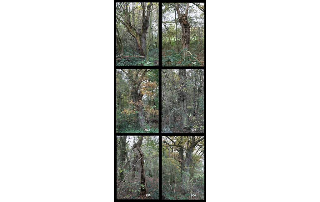 Wuchsformen von 6 Kopfeichen im Feldgehölz neben dem Waldgebiet der Leucht in Issum (2012)