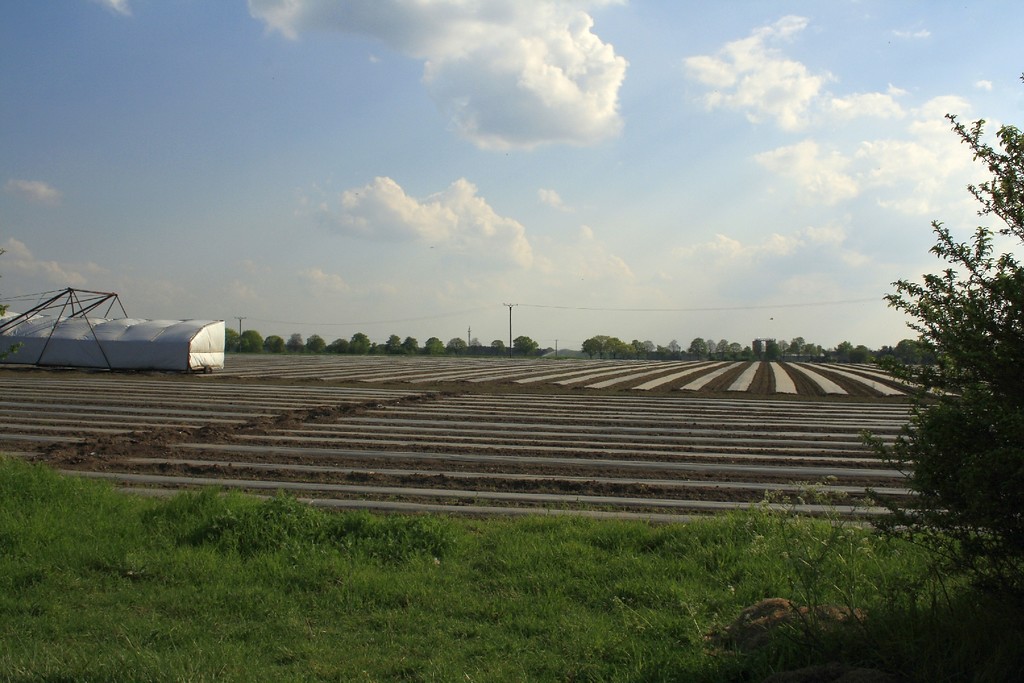 Eine Anbaufläche für Gurken auf der Bönninghardt (2014). Links im Bild ein so genannter "Gurkenflieger", ein landwirtschaftliches Fahrzeug für die Ernte von Gewürzgurken.