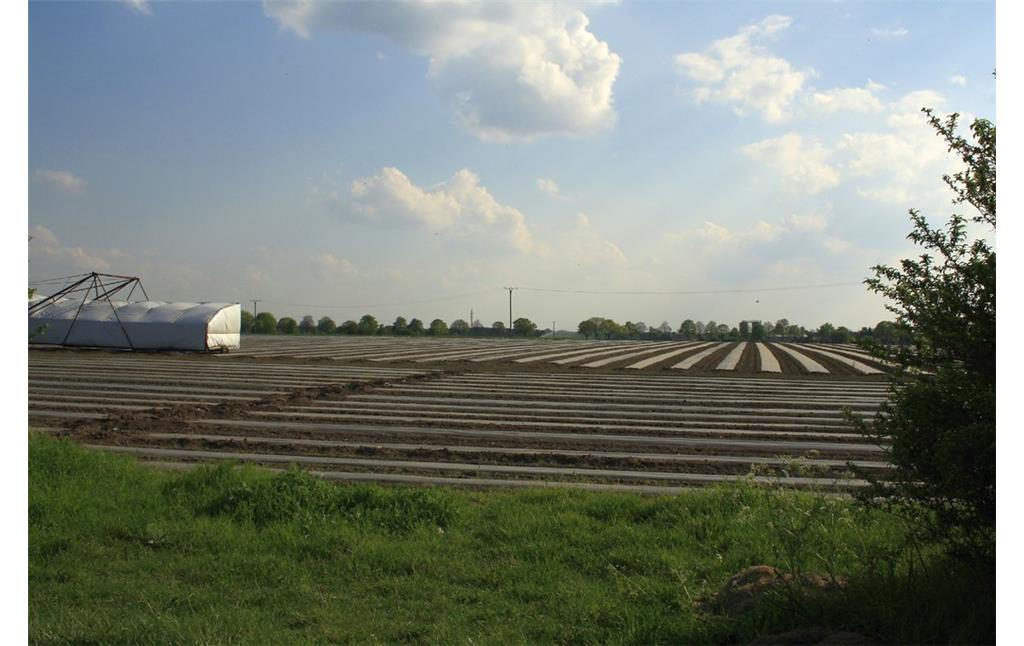 Eine Anbaufläche für Gurken auf der Bönninghardt (2014). Links im Bild ein so genannter "Gurkenflieger", ein landwirtschaftliches Fahrzeug für die Ernte von Gewürzgurken.