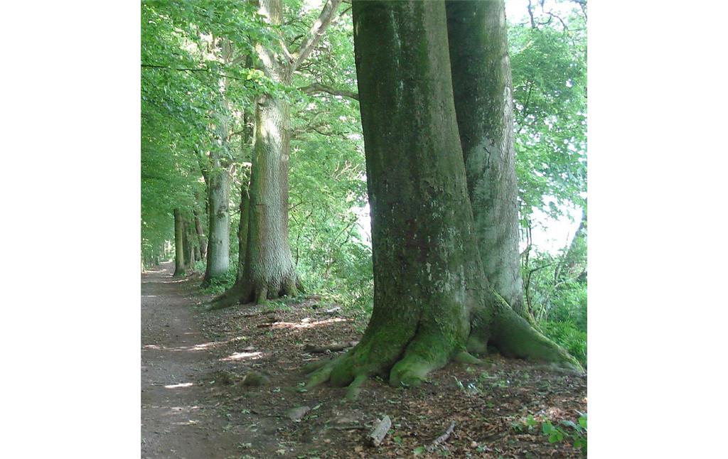 Der mit Bäumen besetzte Grenzwall des einstigen Schumacherschen Besitzes in Krefeld-Forstwald