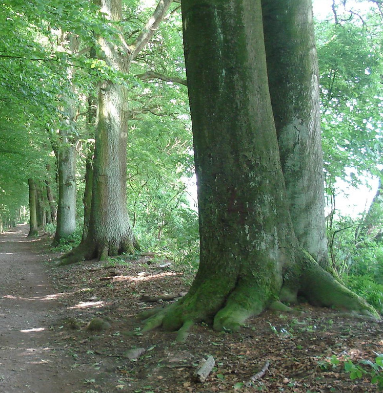 Der mit Bäumen besetzte Grenzwall des einstigen Schumacherschen Besitzes in Krefeld-Forstwald