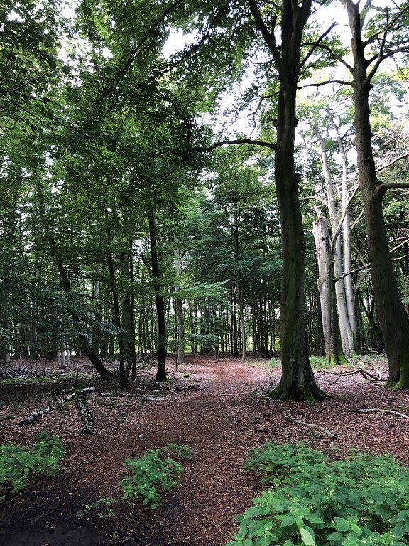 Niederwald in der Bockerter Heide in Viersen (2021)