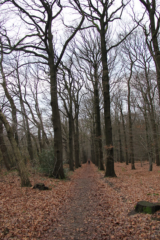 Abteilungsgrenze und -weg im Tannenbusch ("Dennen Busch") bei Goch (2013).