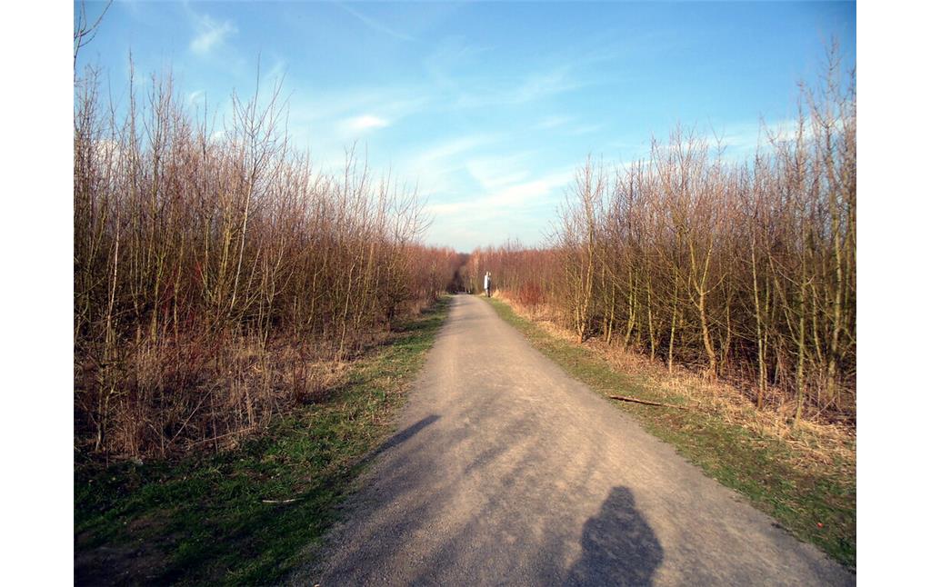 Blick in Richtung Nord-Westen entlang des Hauptweges des Waldlabors im Stadtwald in Köln-Junkersdorf (2021).