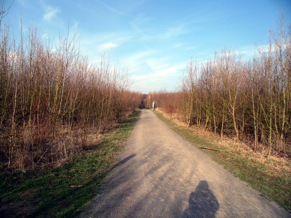 Blick in Richtung Nord-Westen entlang des Hauptweges des Waldlabors im Stadtwald in Köln-Junkersdorf (2021).