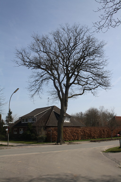 Friedenseiche in Haby, Landkreis Rendsburg-Eckernförde (2013).