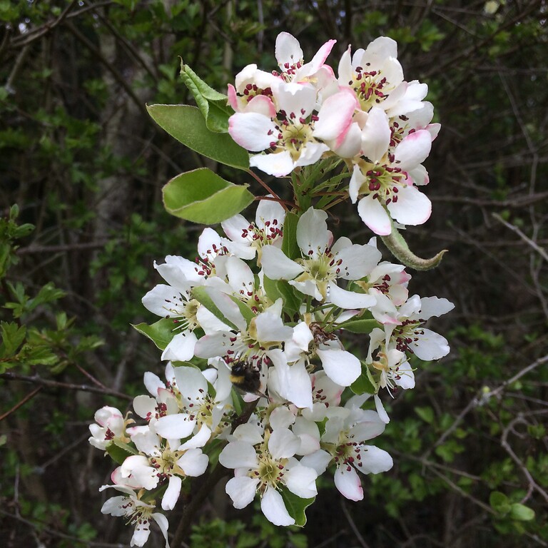Birnbaumblüten mit einer die Blüten besuchenden Hummel (2021)