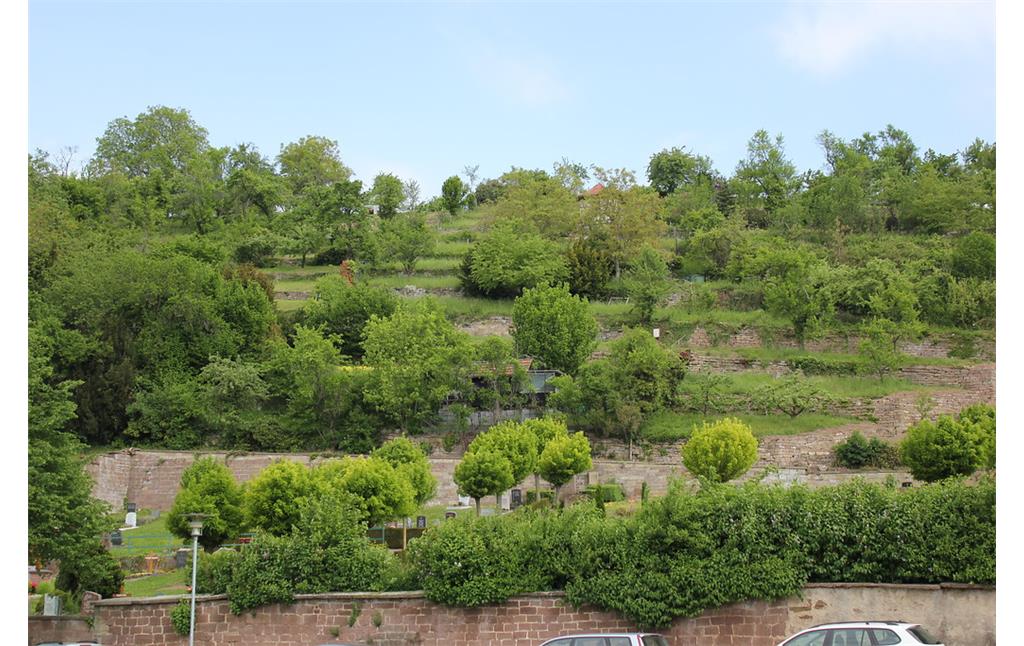 Die südöstliche Seite des restaurierten Klosterweinberges Maulbronn, auf dem kein Wein mehr angebaut wird und dessen Flächen heute als Gärten und Obstgärten genutzt werden (2012)