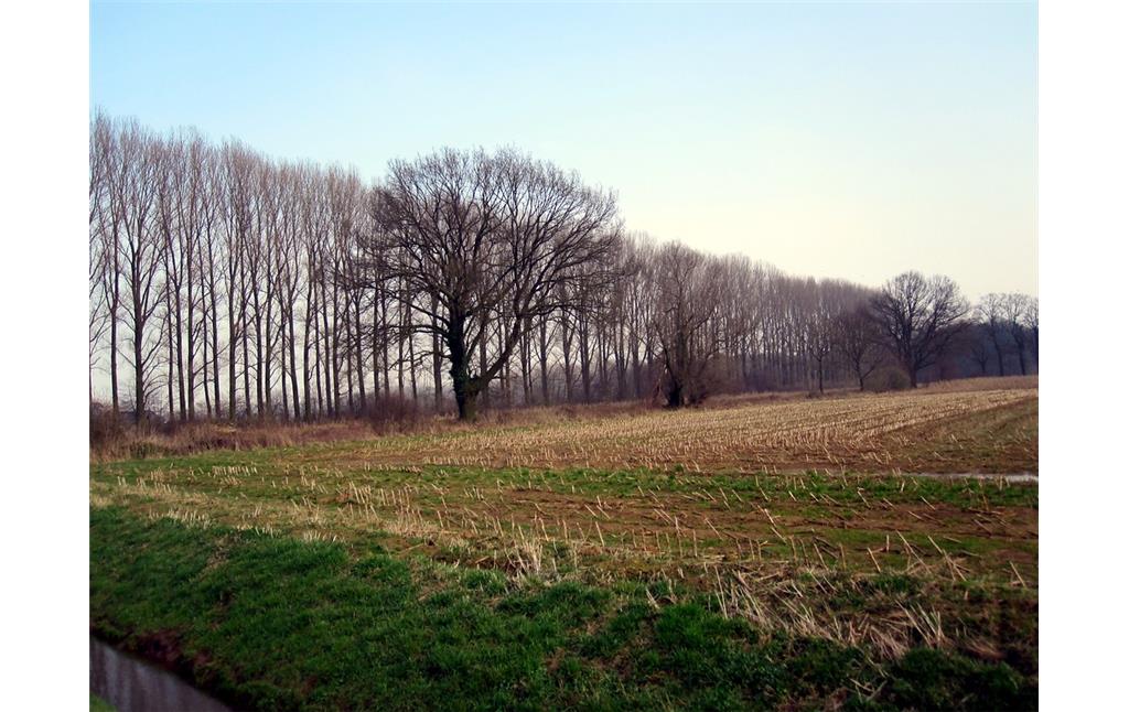 Baumreihe und Einzelbäume südlich des Paulshofs im Uedemerbruch (2011)