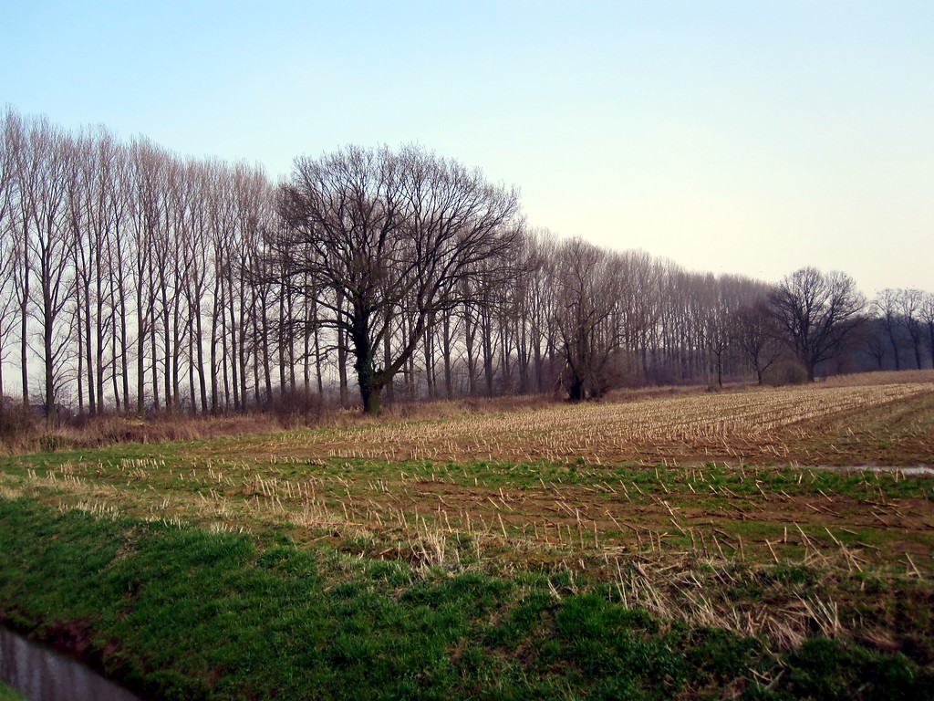 Baumreihe und Einzelbäume südlich des Paulshofs im Uedemerbruch (2011)