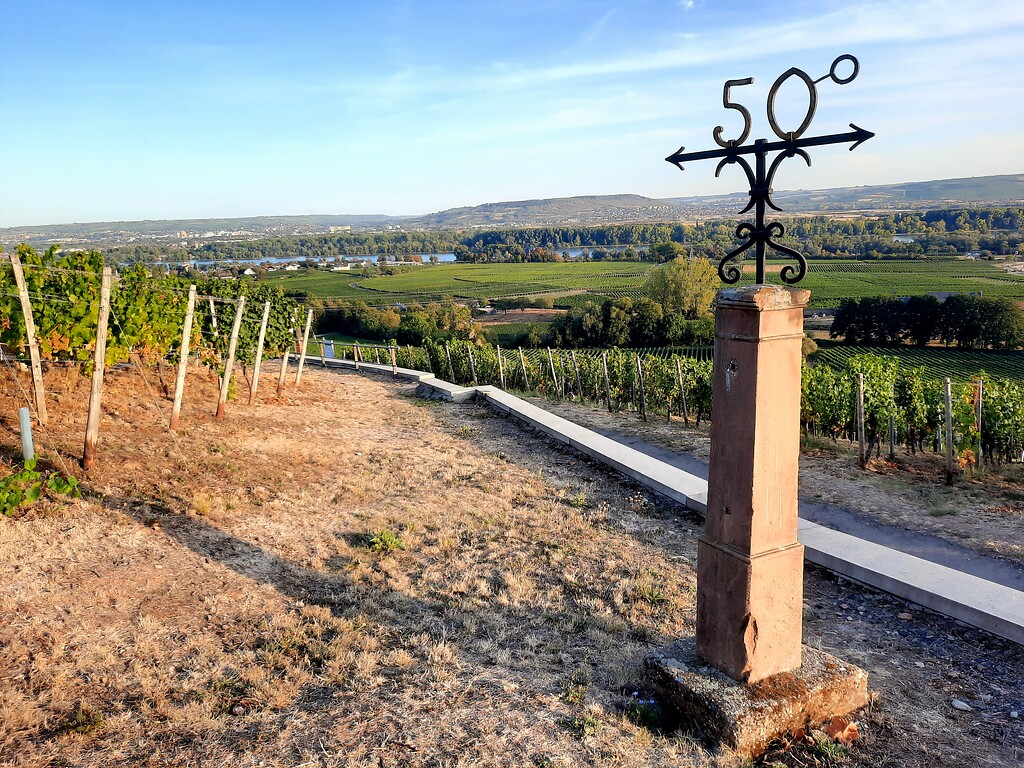 Eine Stele unterhalb von Schloss Johannisberg markiert den 50. Breitengrad, der lange Zeit als nördlichste Grenze des Qualitätsweinbaus galt (2020).