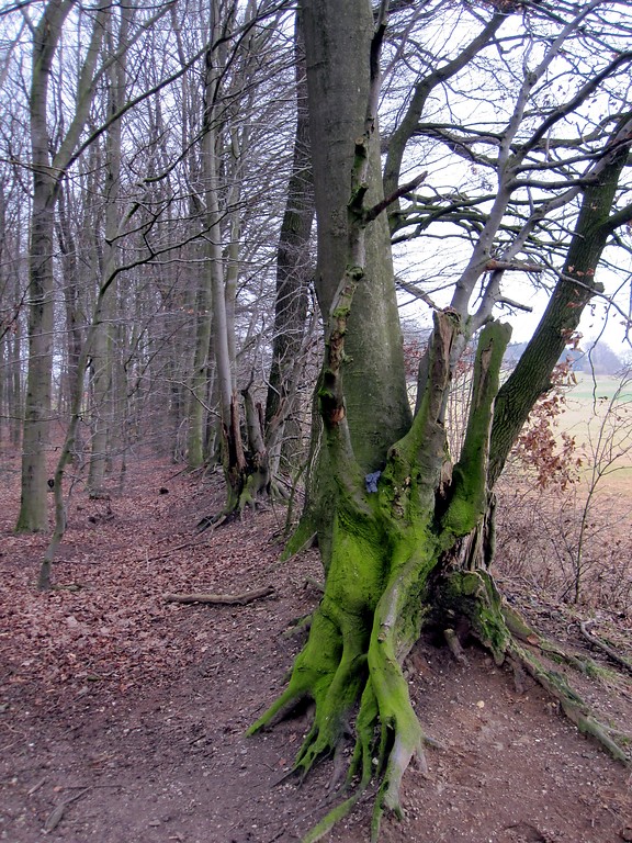 Landwehr als Grenze des Reichswaldes in Bedburg-Hau (2012)