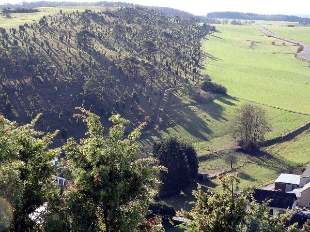 Blick vom Alendorfer Eifelkreuz aus auf die Wacholderheide am Hammersberg (2018).