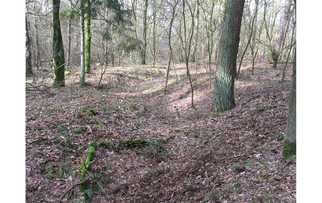 Graben der Landesbefestigungen von 1917 am Eltenberg bei Emmerich (2010)