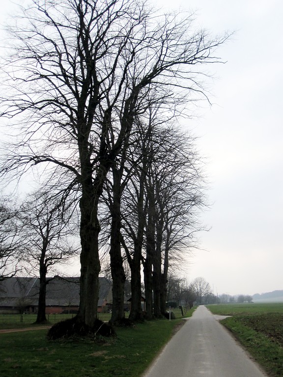 Baumreihe aus Linden am Lindenhof in Uedemerfeld (2011)