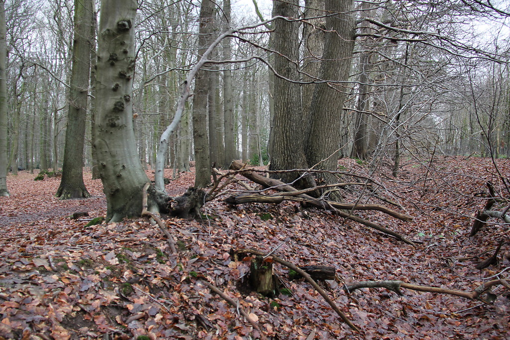 Mit Eichen und Buchen bestandener Grenzwall am Südrand des Tannenbusch ("Dennen Busch") bei Goch (2013).