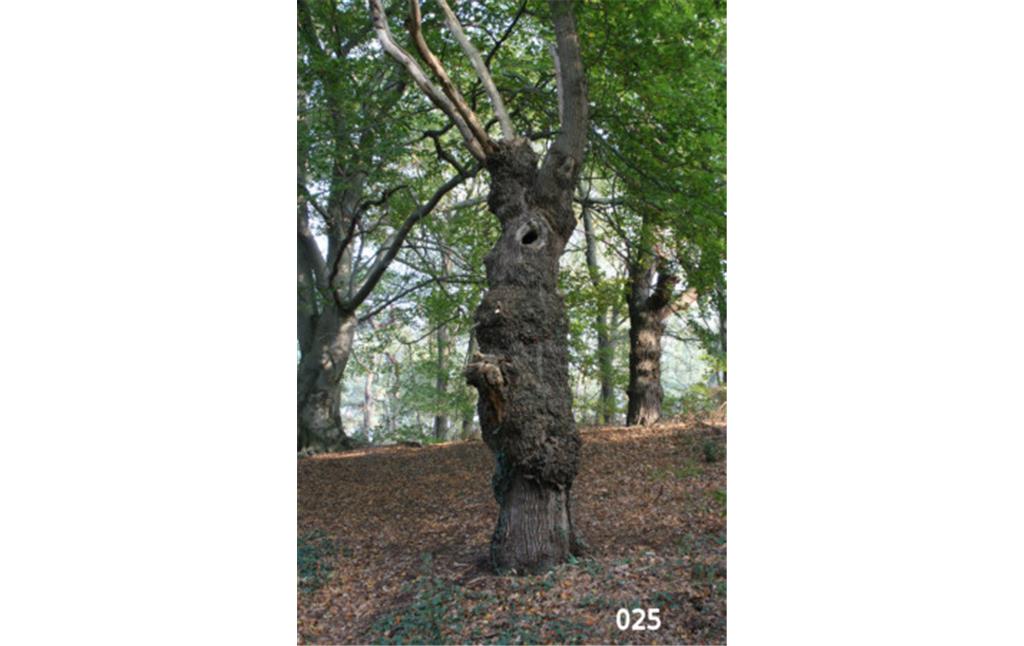 Beispiel der Wuchsformen von Kopfeichen am südlichen Rand des Waldgebietes der Leucht bei Issum (2007)