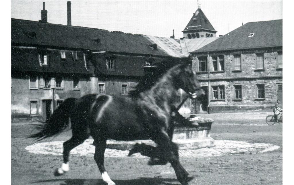 Galoppierender Hengst auf dem Innenhof des Landgestüts Zweibrücken (frühe 1940er Jahre)
