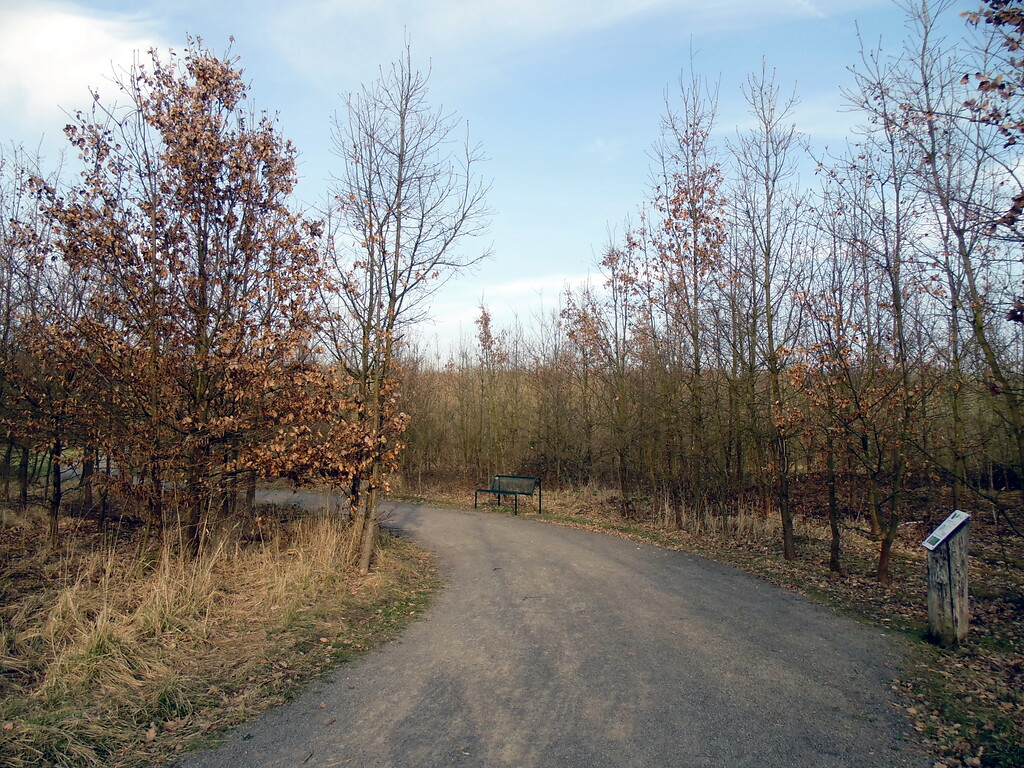 Blick auf den Hauptweg des Waldlabors im Stadtwald in Köln-Junkersdorf (2021).