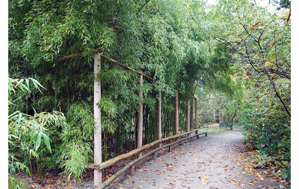 Wege mit Bambus im Forstbotanischen Garten in Köln-Rodenkirchen (2021).
