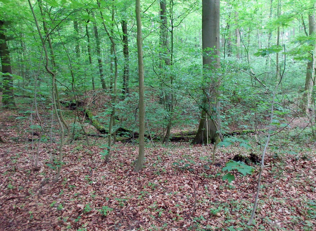 Der Bereich der Sandgruben bzw. -kaulen im Königsdorfer Wald bei Pulheim-Dansweiler (2019).