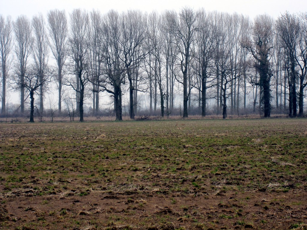 Baumreihen gliedern die landwirtschaftlichen Nutzflächen im Uedemerbruch (2011)