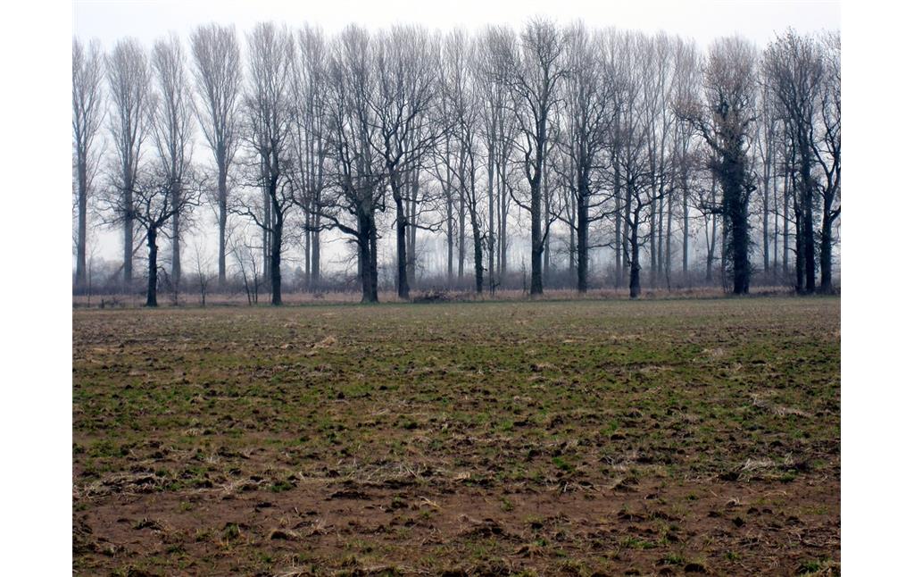 Baumreihen gliedern die landwirtschaftlichen Nutzflächen im Uedemerbruch (2011)