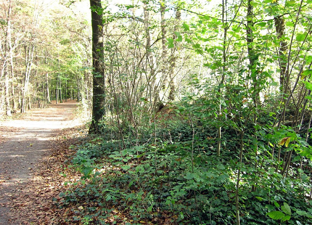 Waldareal der Familie Schumacher in Forstwald (2011)