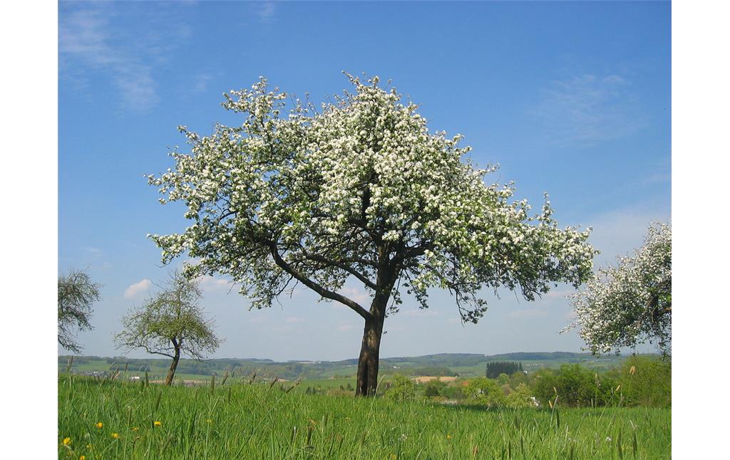 Apfelbaum der Sorte Keulenman auf der Ronnenwiese südwestlich Bladersbach bei Waldbröl (2007).