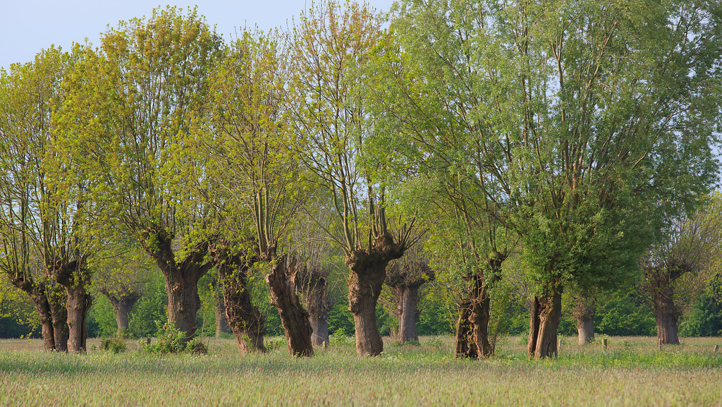 Kopfbäume in einer Wiese bei Kalkar (2010)